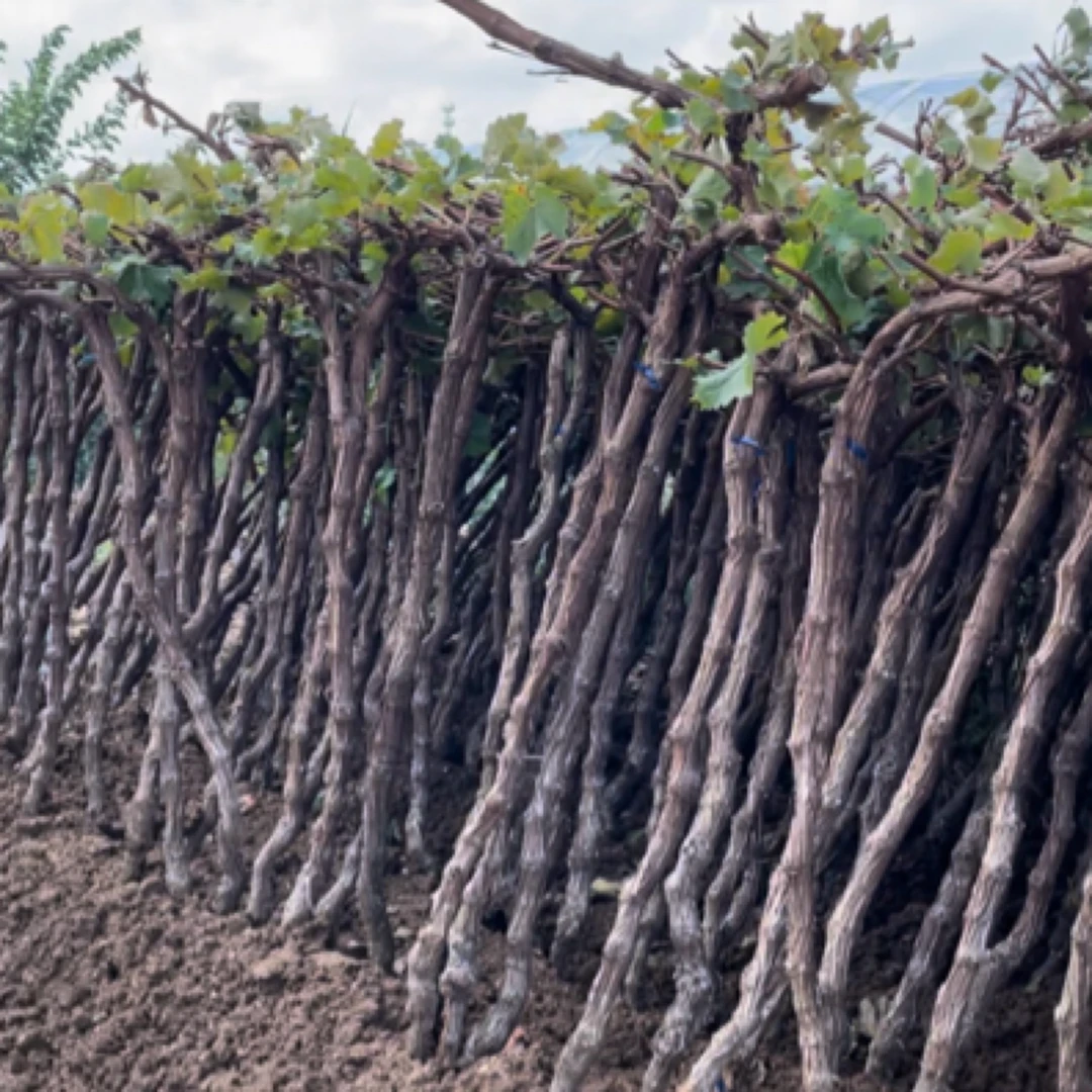 嫁接果树苗南北方种植当年结果