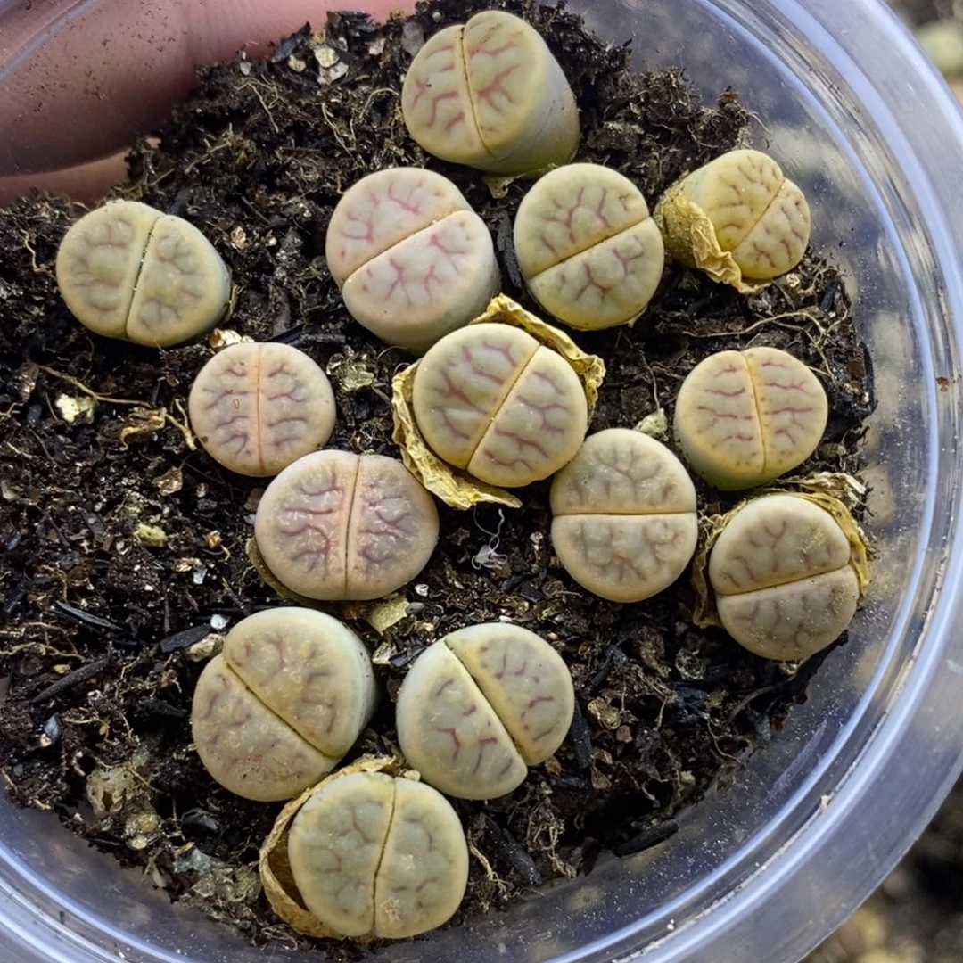 8443。线绚烂。默认脱土。18包邮。偏远88包邮