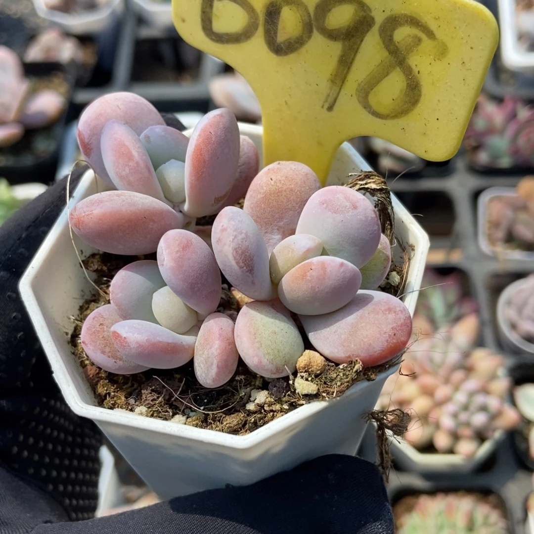 6098雪美人多肉植物