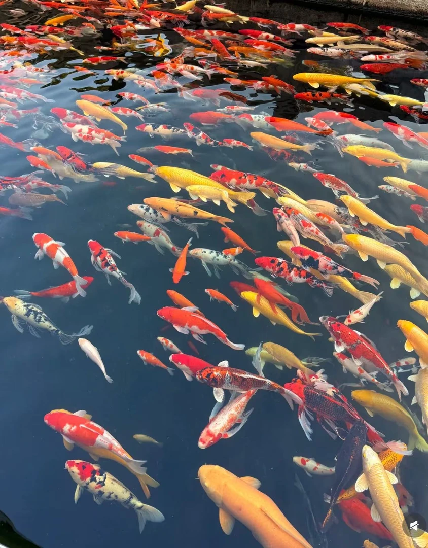 观赏鱼锦鲤（不包邮）