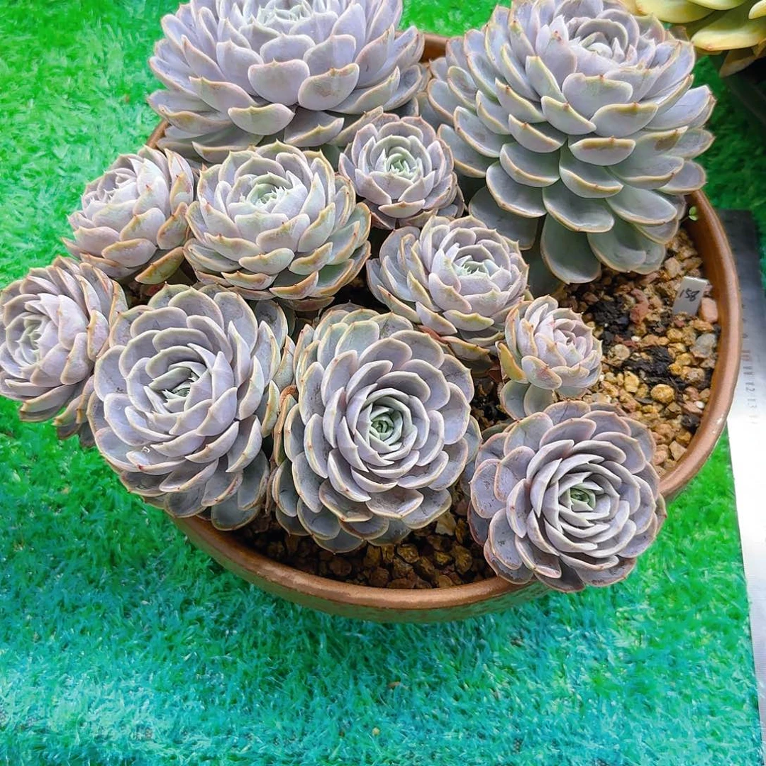 /*/多肉植物不带盆发货