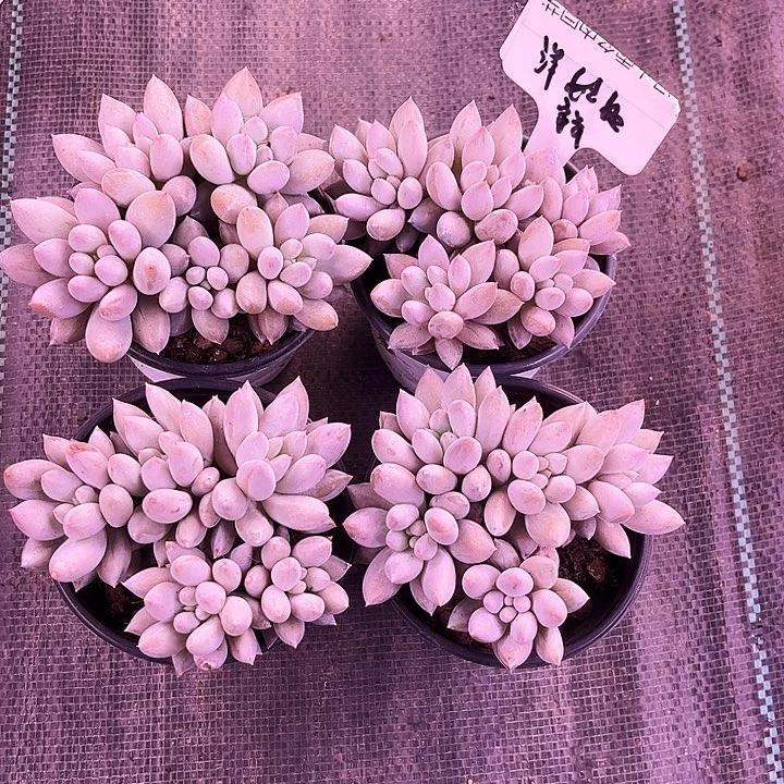 我是第一百个为妖刀应援滴打