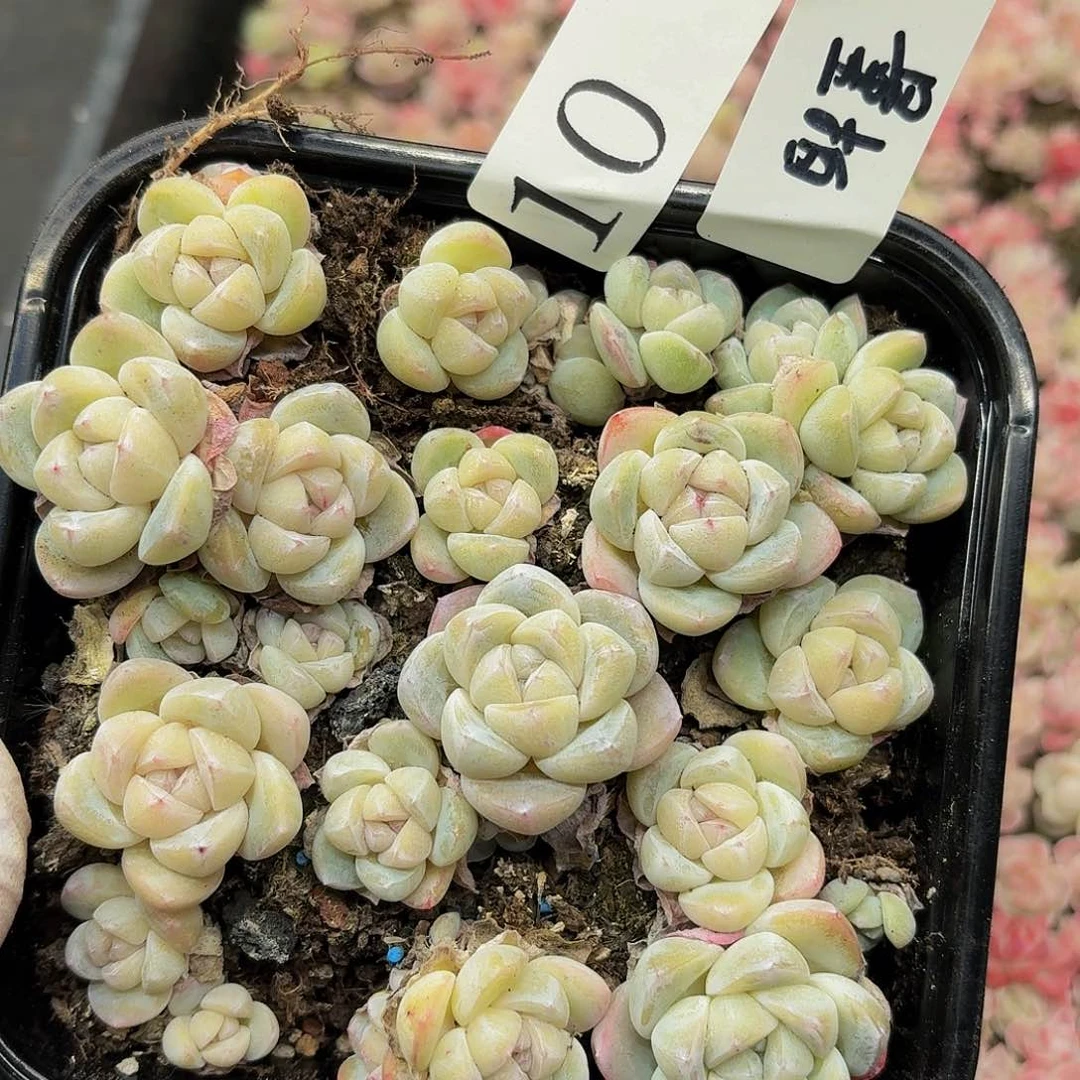 多肉植物多肉植物10量拍