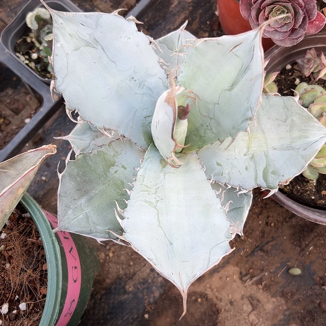 多肉植物白冰单头