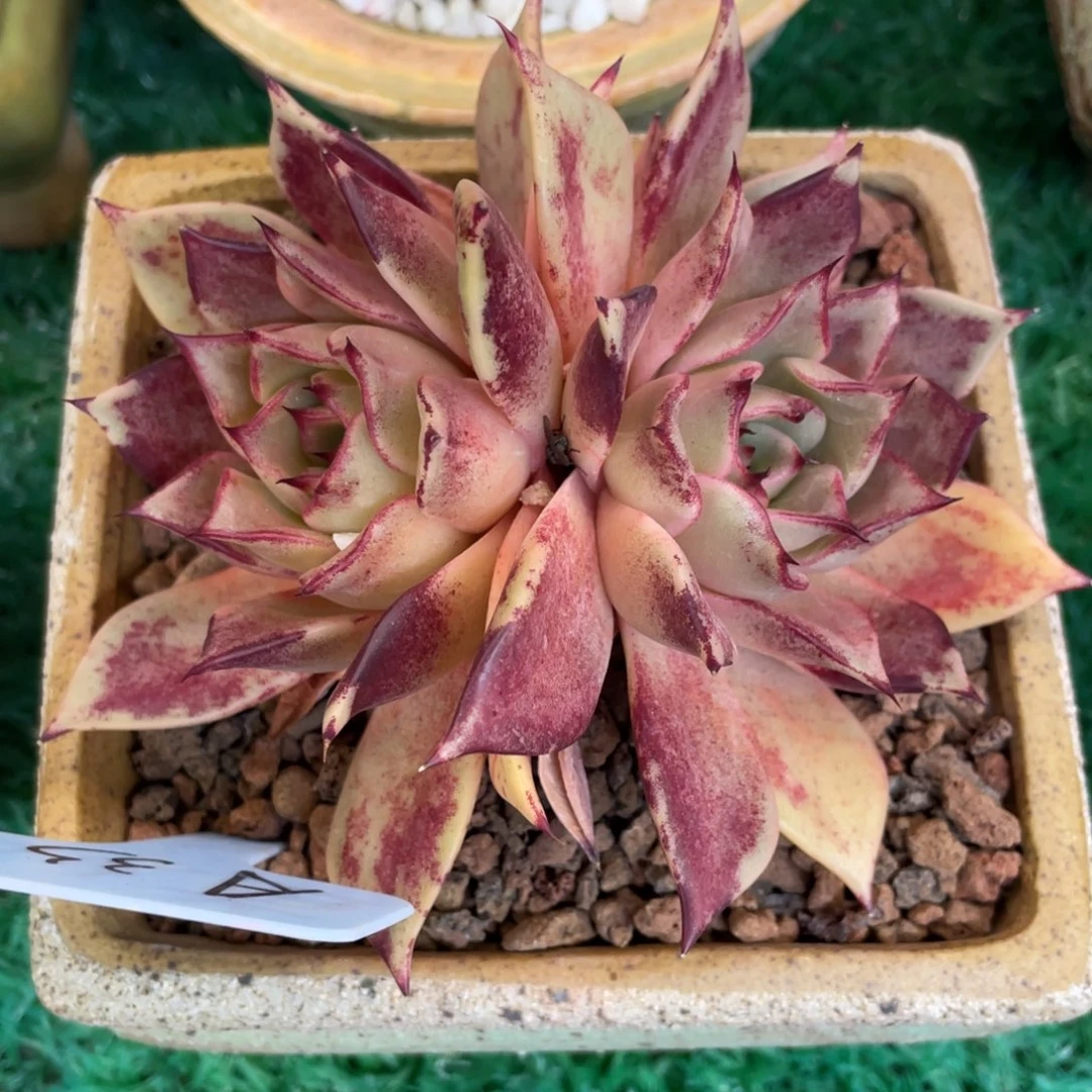 多肉植物盆栽多肉植物