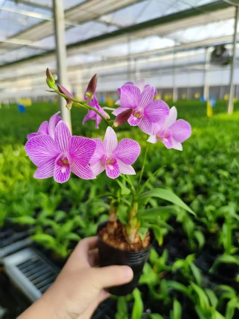 （樱花）【一物一拍】秋石斛兰  室内阳台前台  四季好养