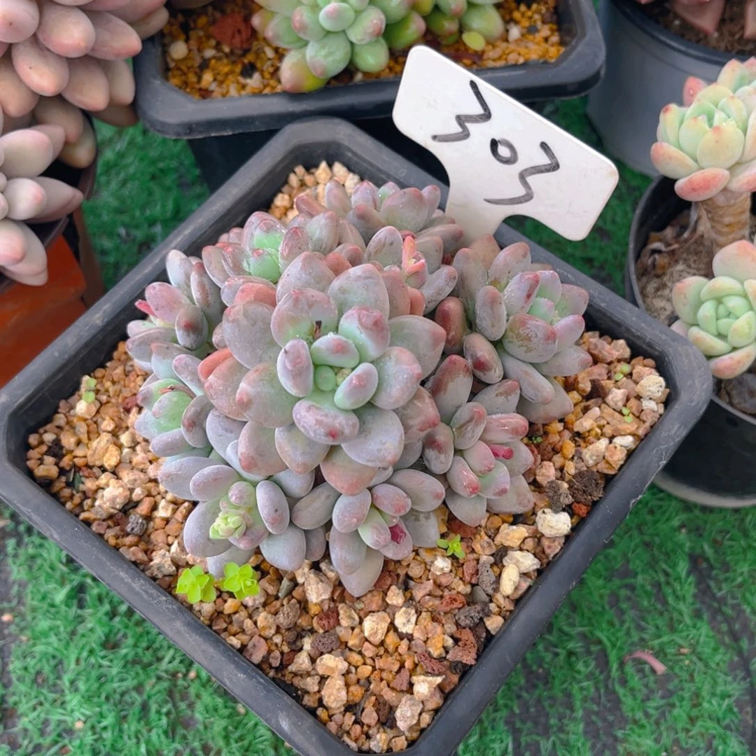 海*呐303fghhjjjjjjjj