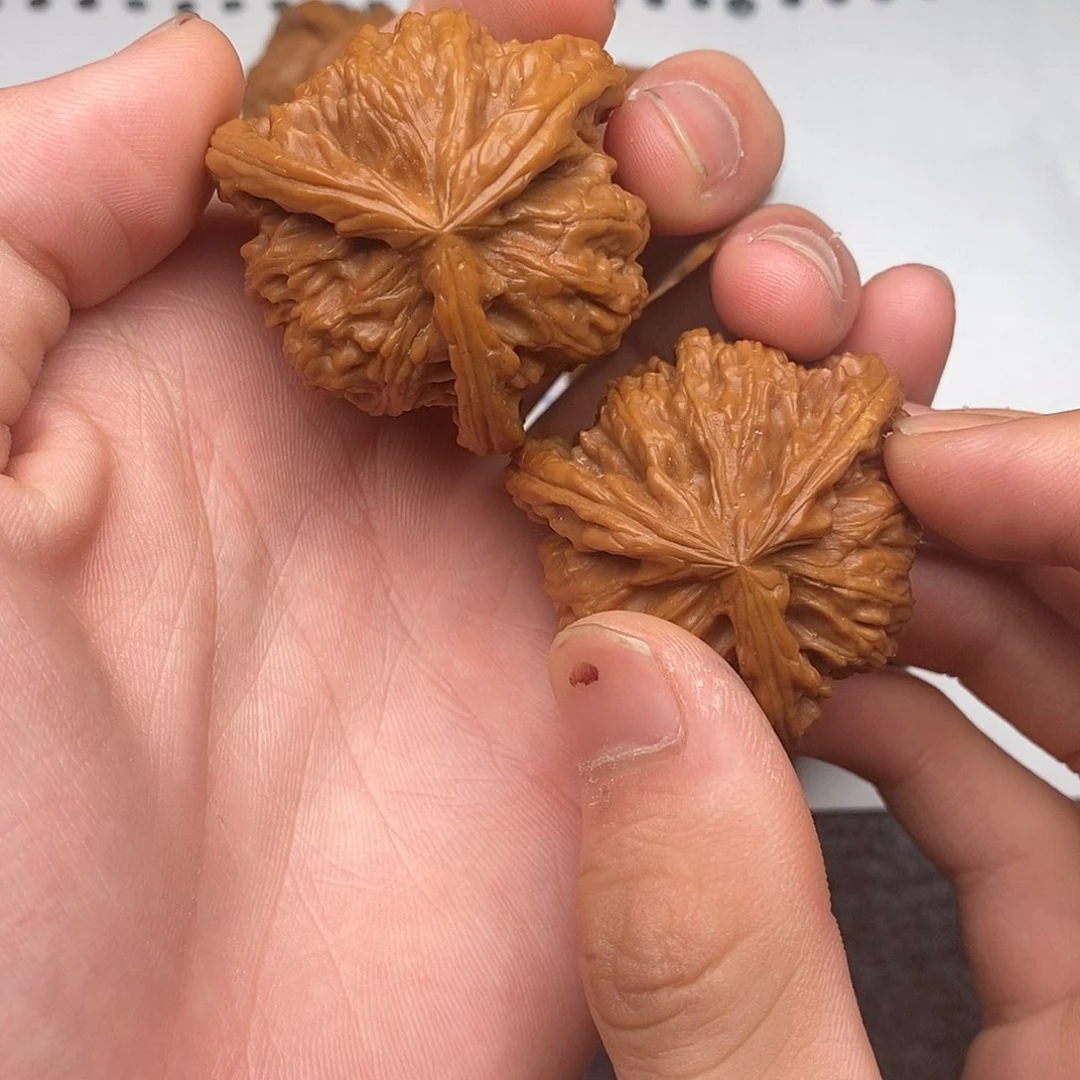 兵**谋白狮子111111111111111