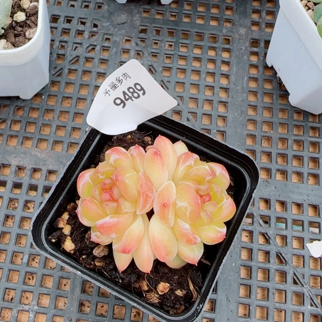 拿铁奶沫，9489多肉植物