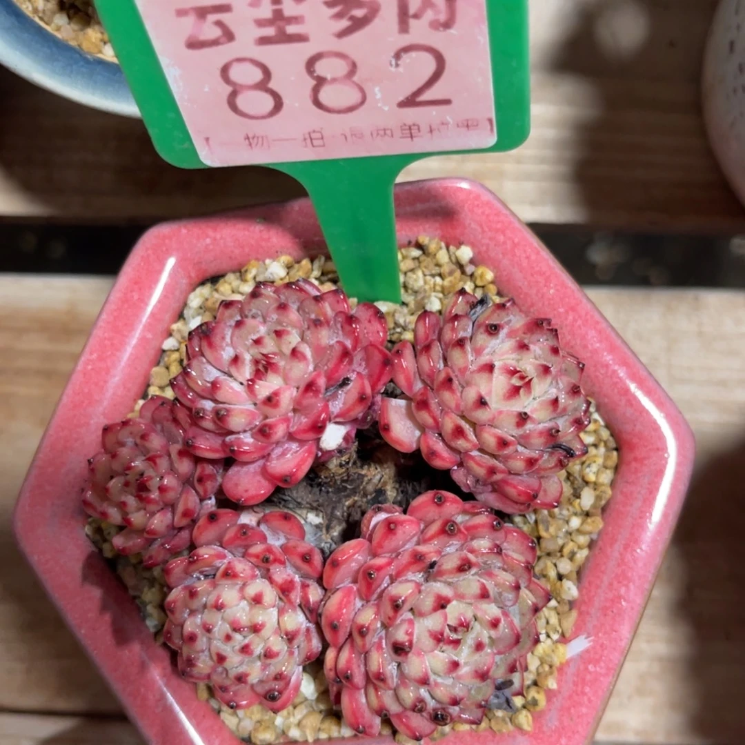 云尘多肉一物一拍不含盆882