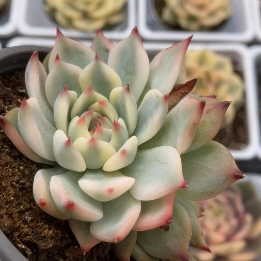 095锦锦锦锦锦锦锦锦