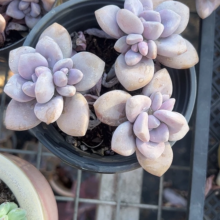 桃霜多肉植物精品