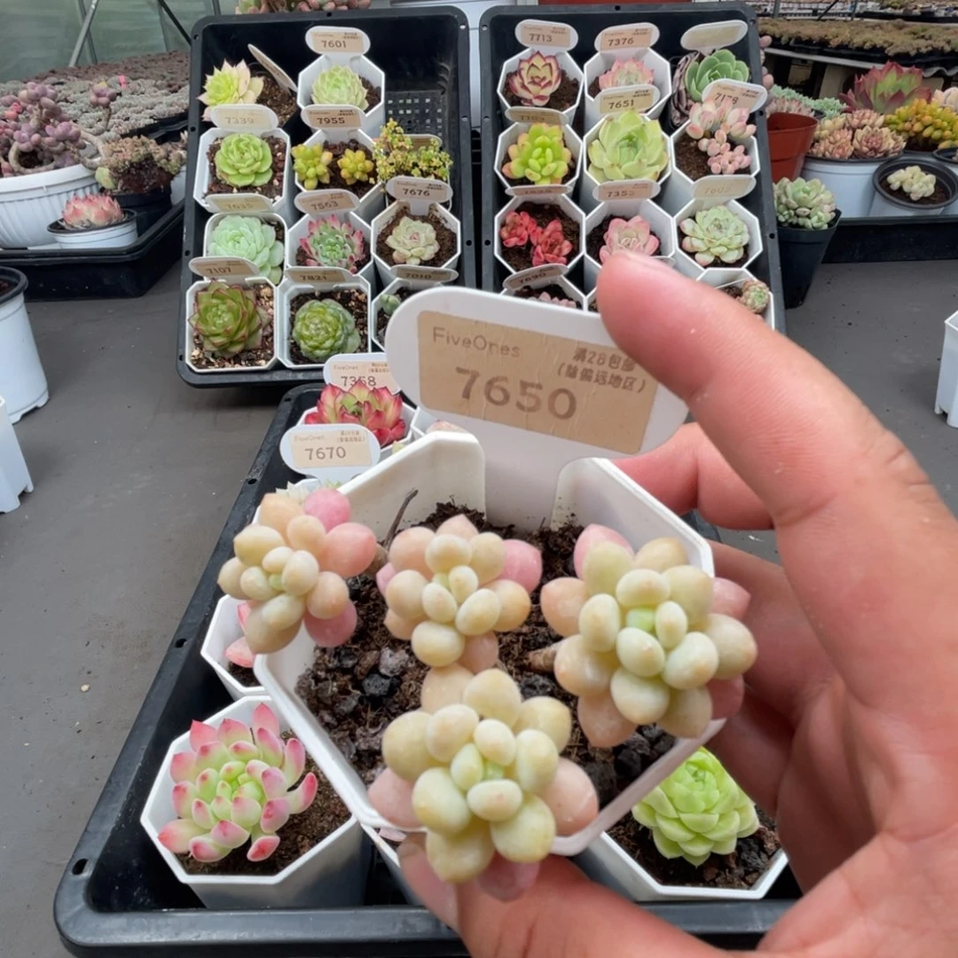 7650鱼子酱5.0厘米