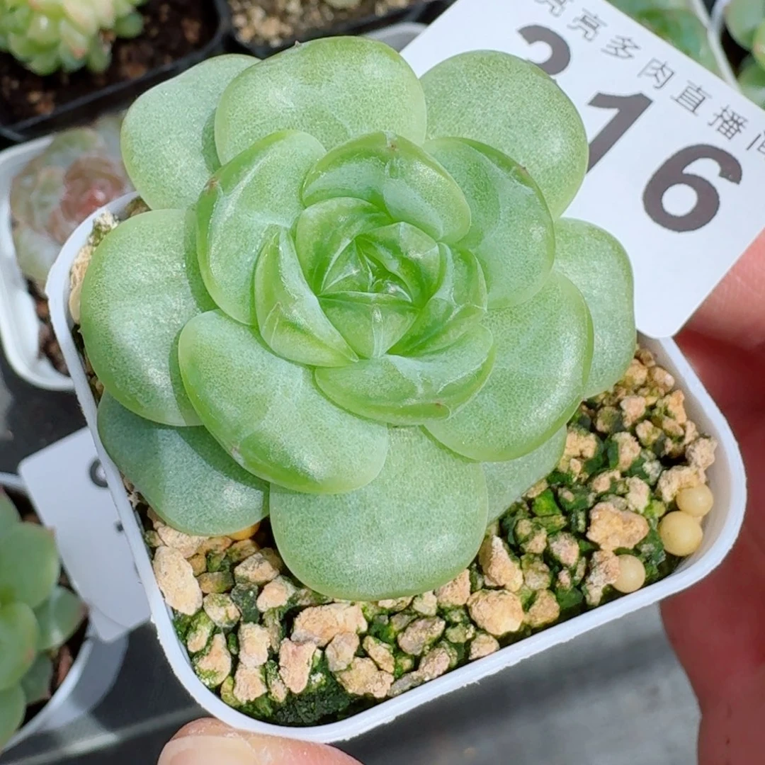 安****遥遥珍妮            精美多肉植物