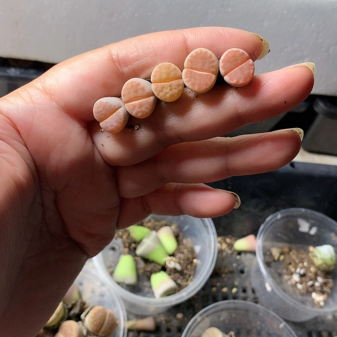 H462多肉植物保护