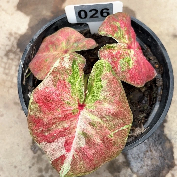 26-0211彩叶芋广东现货