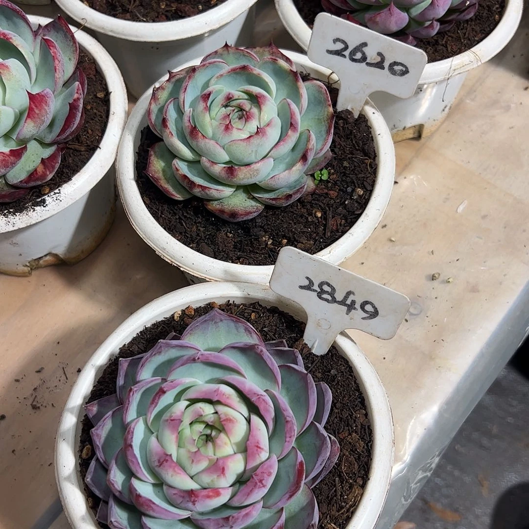 惊鸿仙子2620.2849号