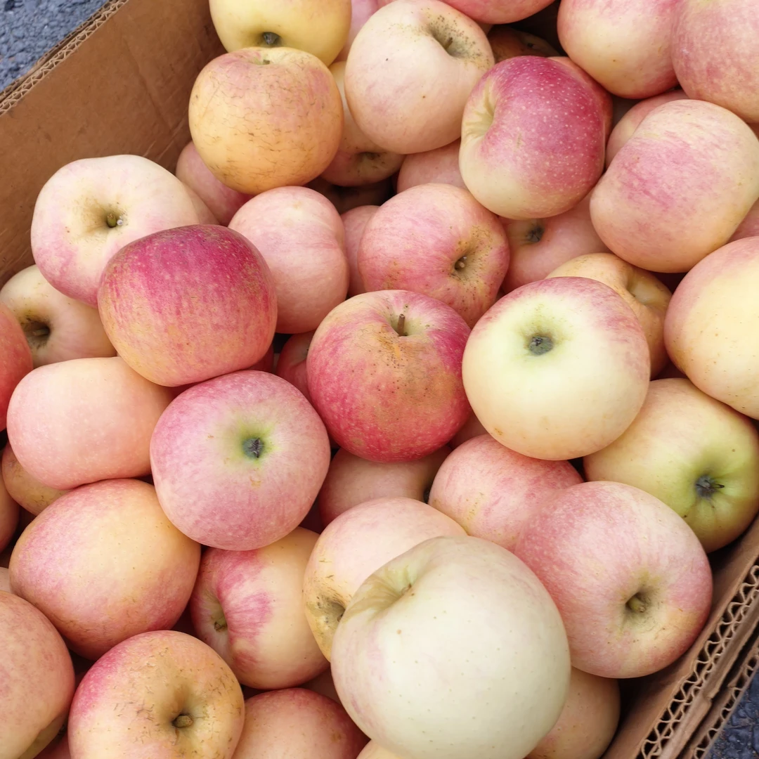 瓦房店农村嘎啦苹果 5斤