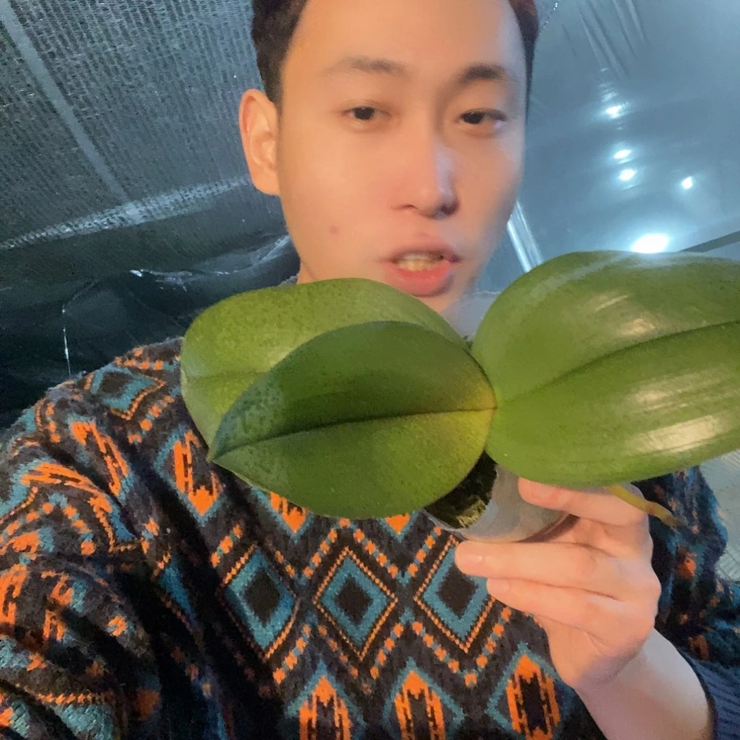 无花朵槟榔西施蝴蝶兰