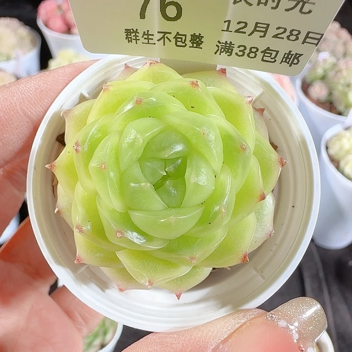 J****1228-76p3-72麦杆