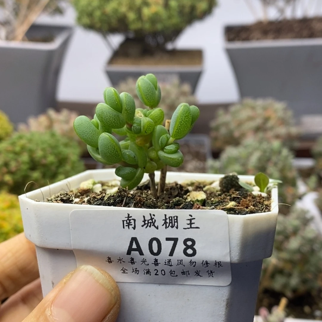 078元宝枝干番杏