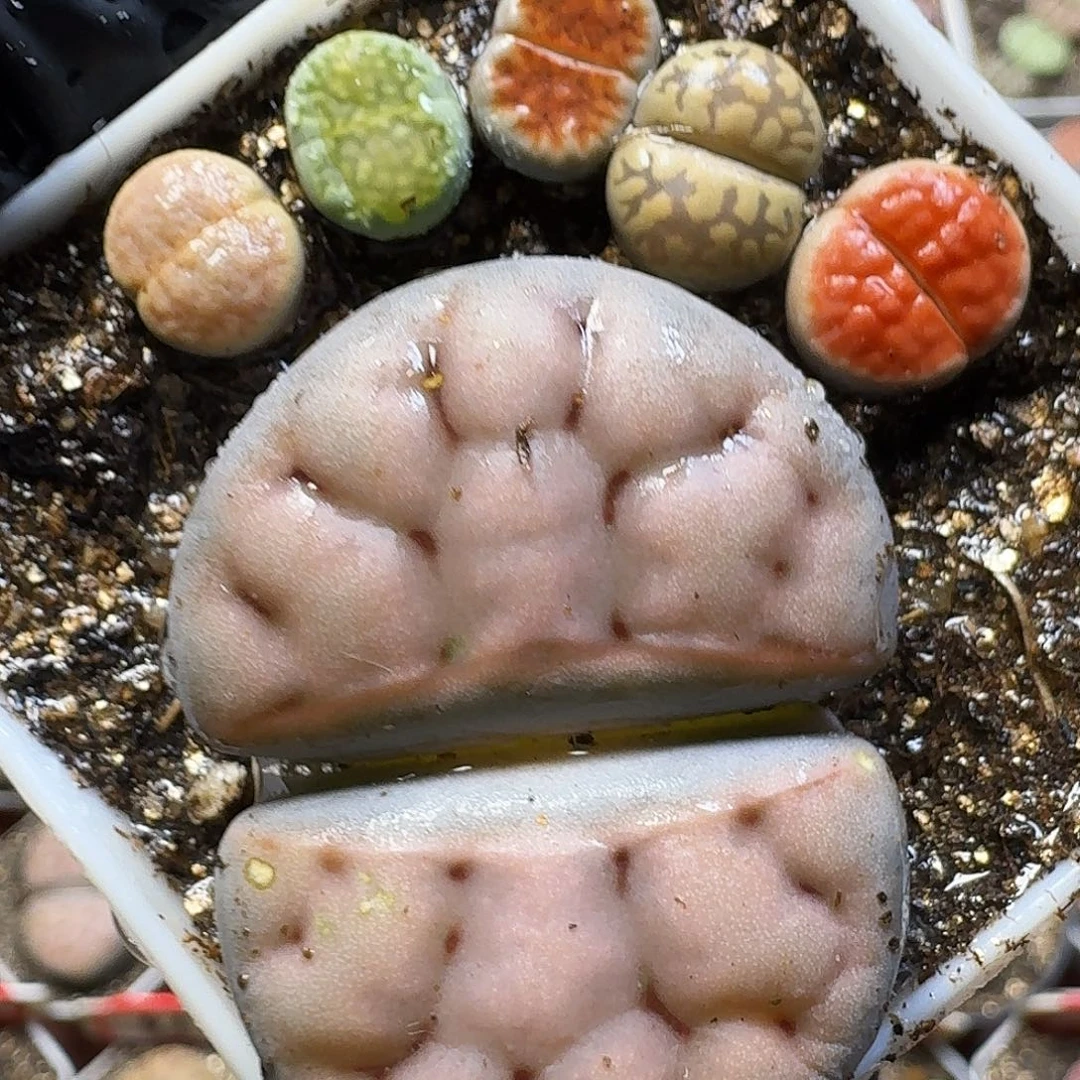 生石花111111。 福利。  151