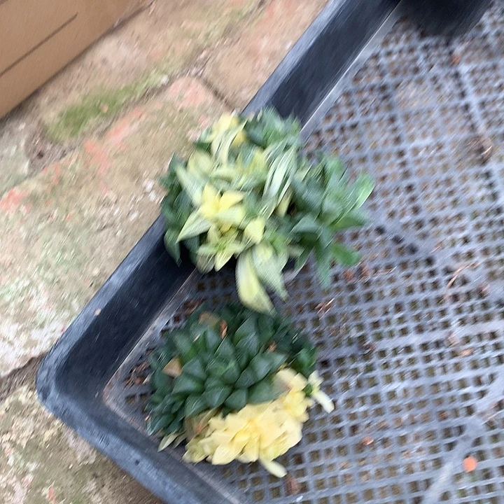 华****白鲨锦集寿锦带盆土yky