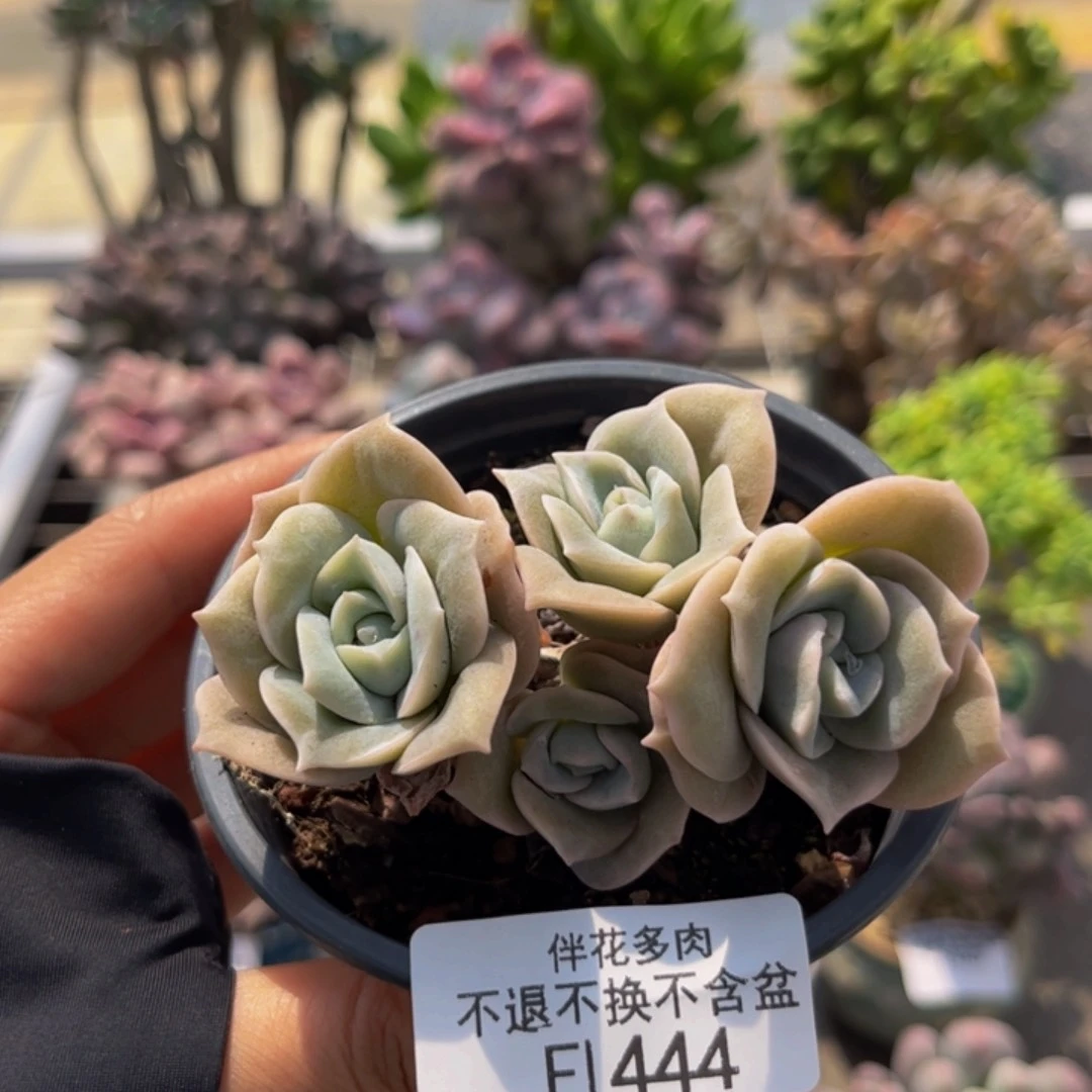 444-可爱玫瑰8cm多肉
