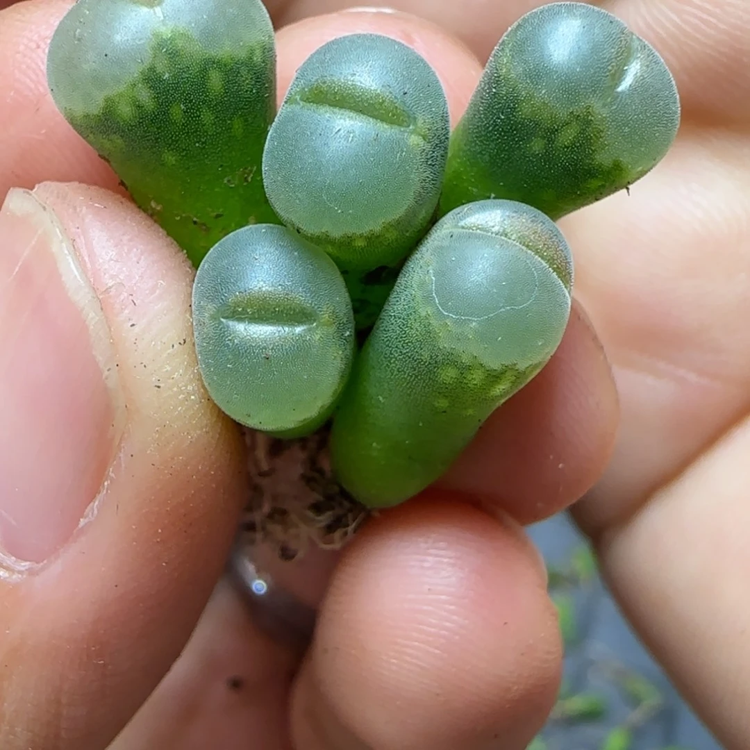 ****万b23苗子五颗多肉植物