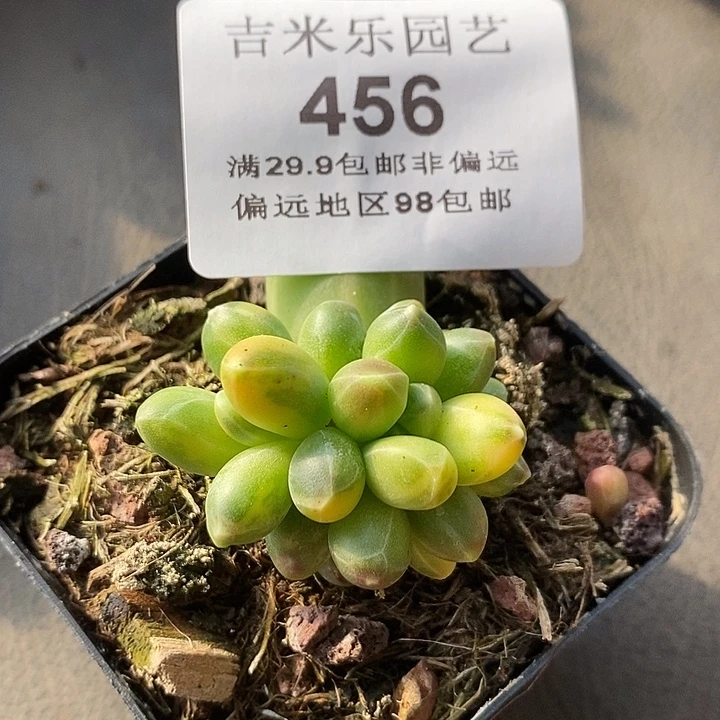 456千代田锦全拉丝