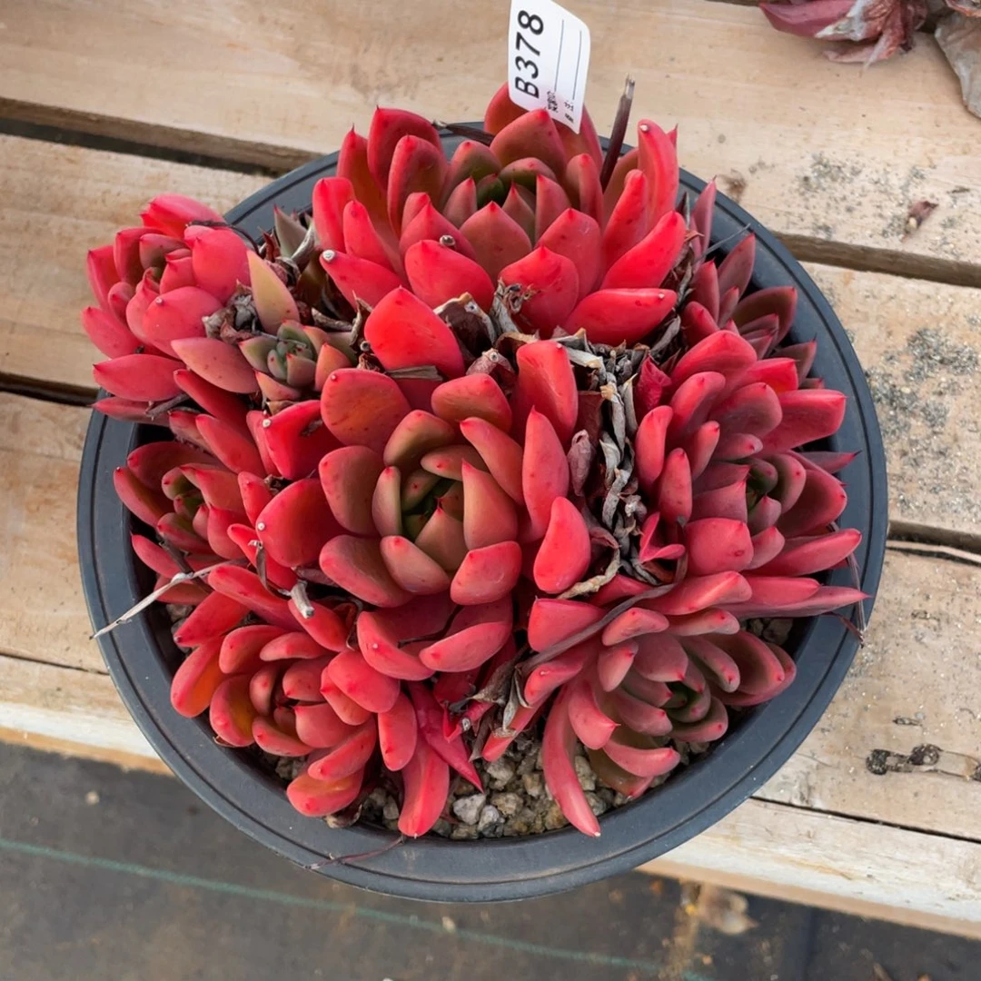 用***3无花朵若茹东云单拍B378