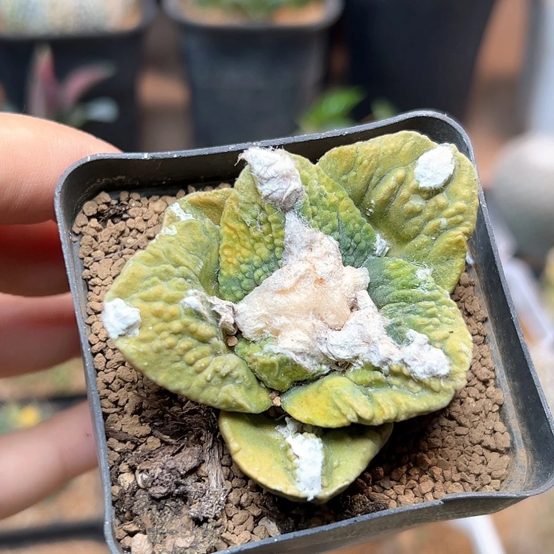 无花朵龟甲牡丹锦自根带盆发货