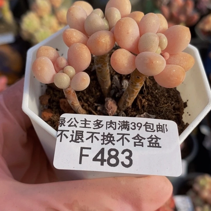 鱼子酱5cm483多肉植物