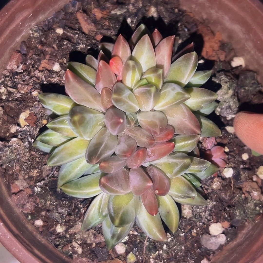 桔云精品多肉美人系列