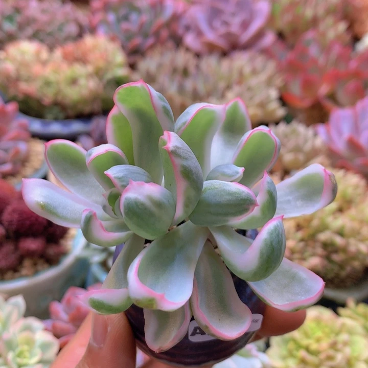 一物一拍含盆土满38包邮A743
