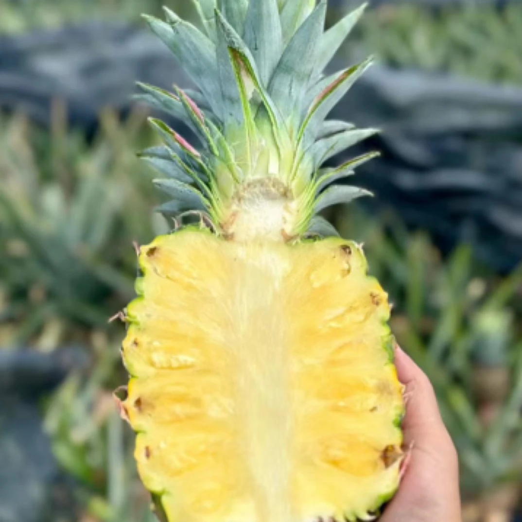 海南树熟冬蜜凤梨凤梨1箱约5.5斤（3个装）新鲜