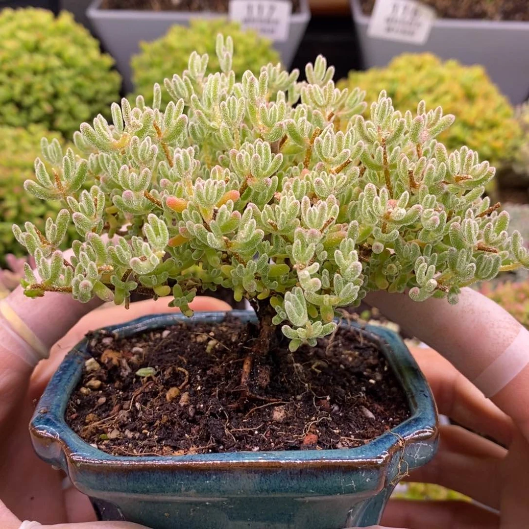 西*。299紫冰晶。