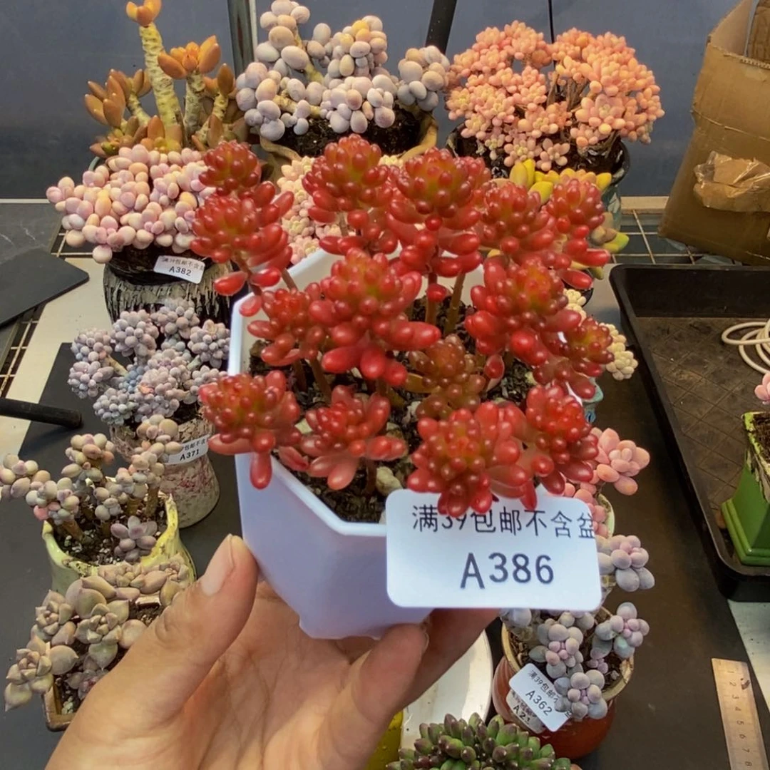 386红酱果多肉散拼