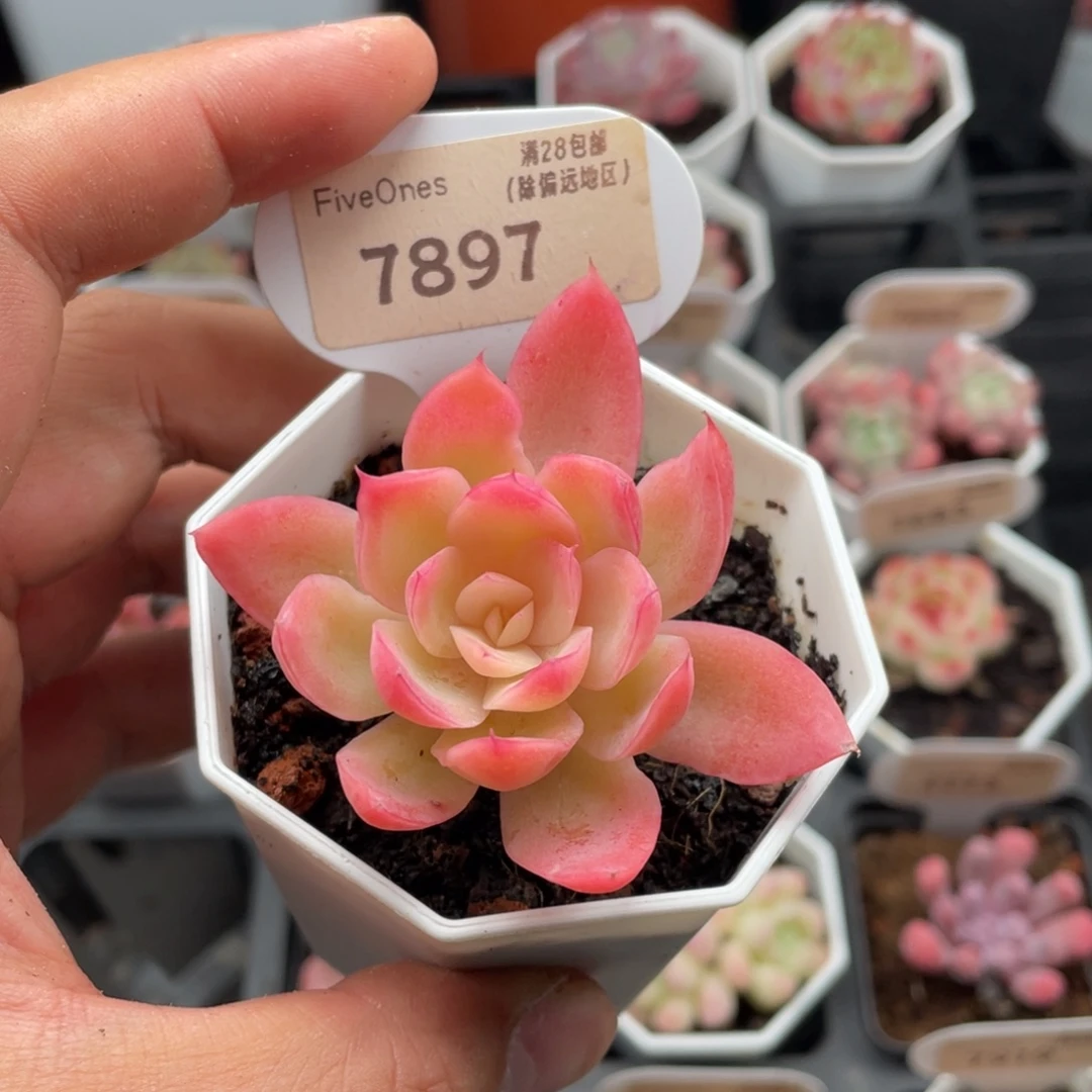丝绸面纱7897-6厘米