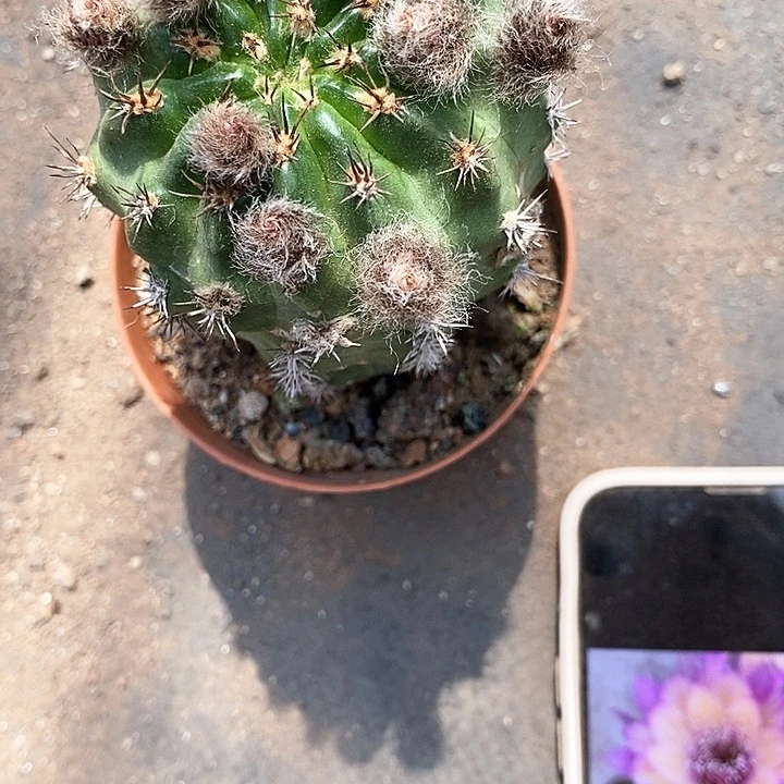 极光仙人球2467899