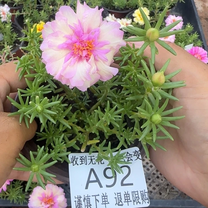 无花朵A092超小苗盆口10cm