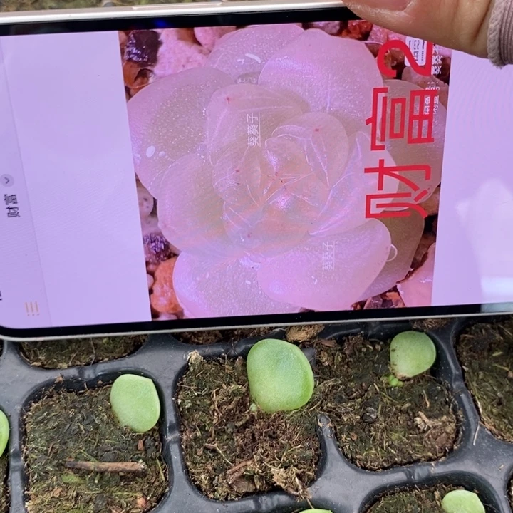 穴盘葵葵子财富c2芽苗一个多肉