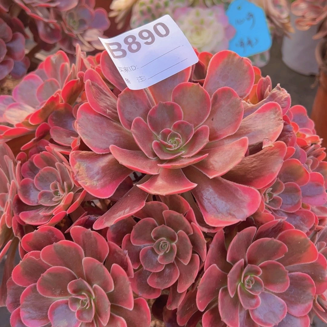 890，爱神多肉植物法师