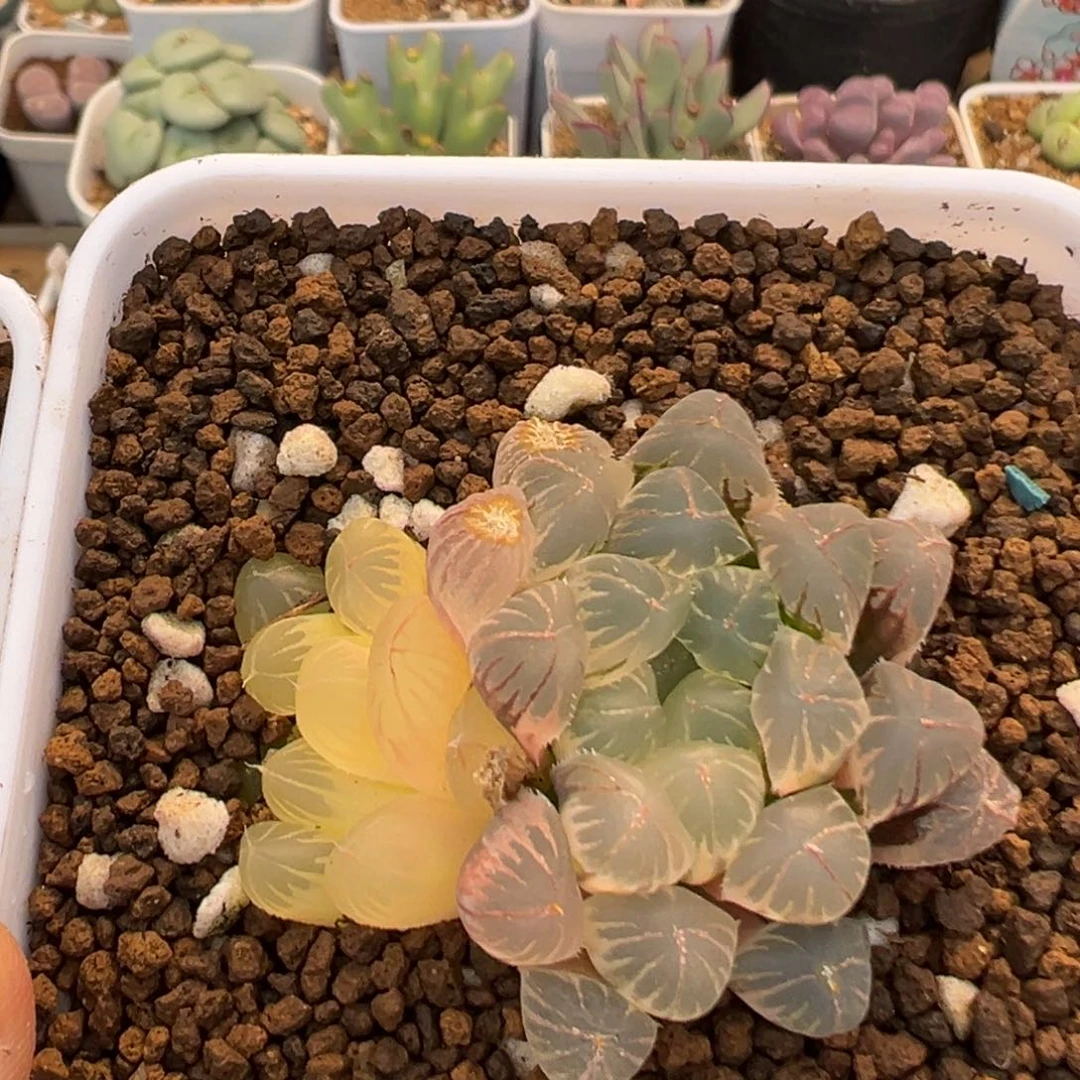 兜*** 33多肉植物百科裹加玉露