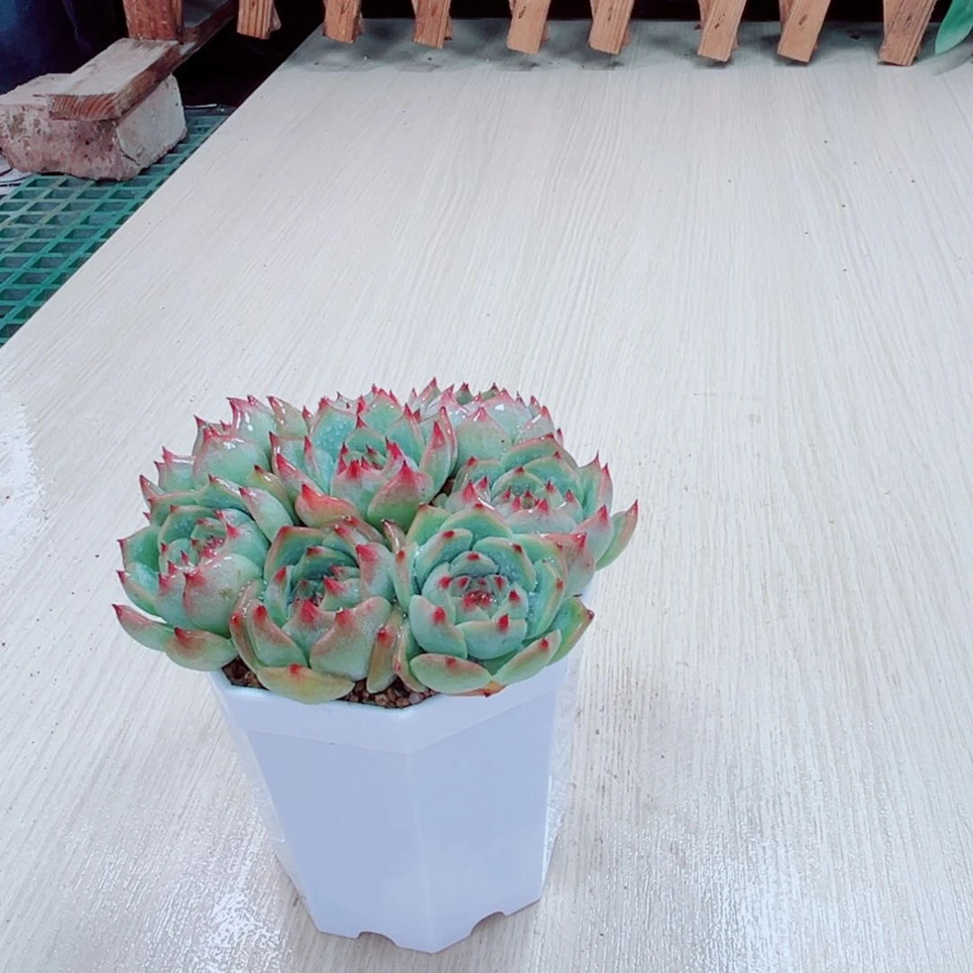 水蜜桃八颗送八角盆土多肉植物