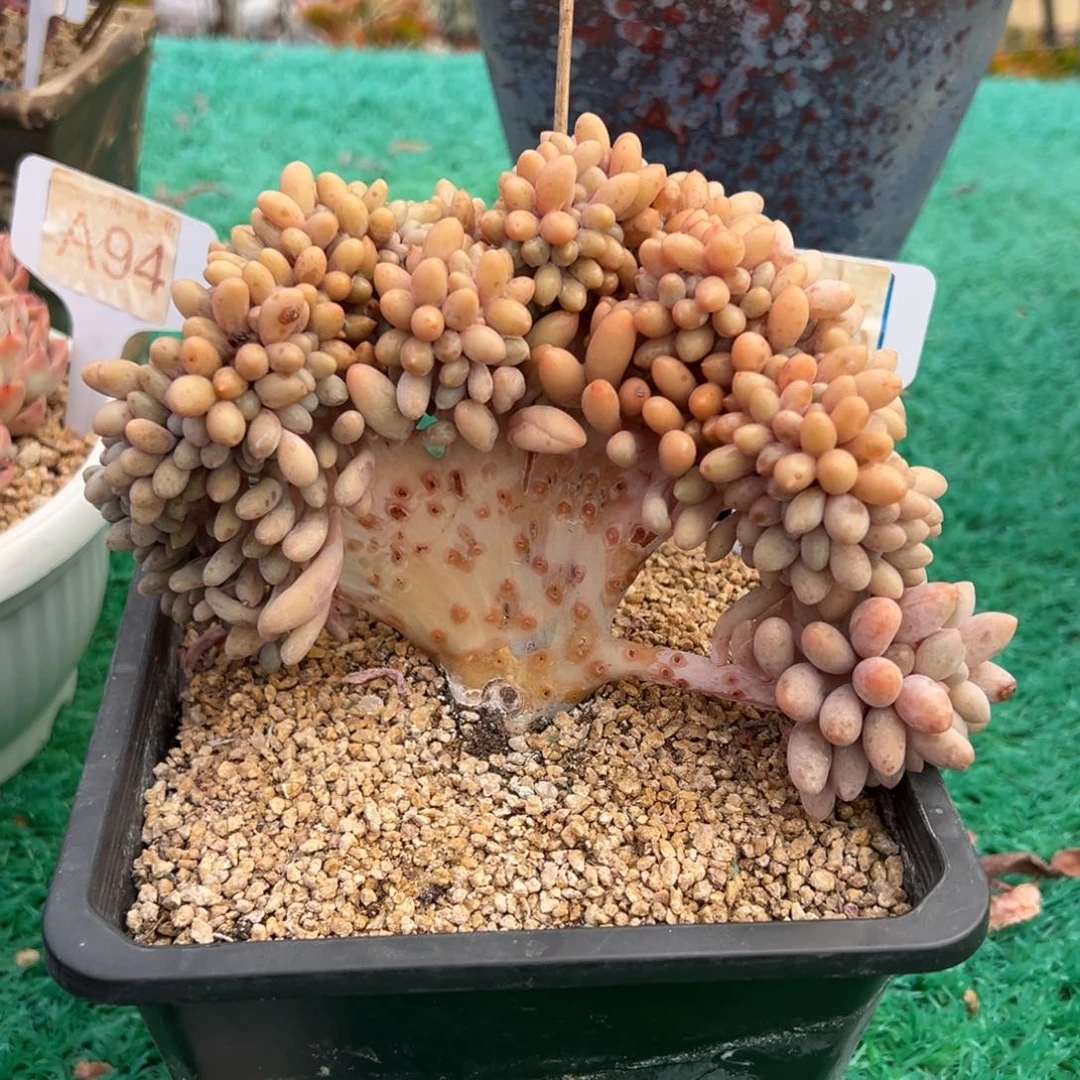 汤圆缀，，，，，，，，，，，，，，