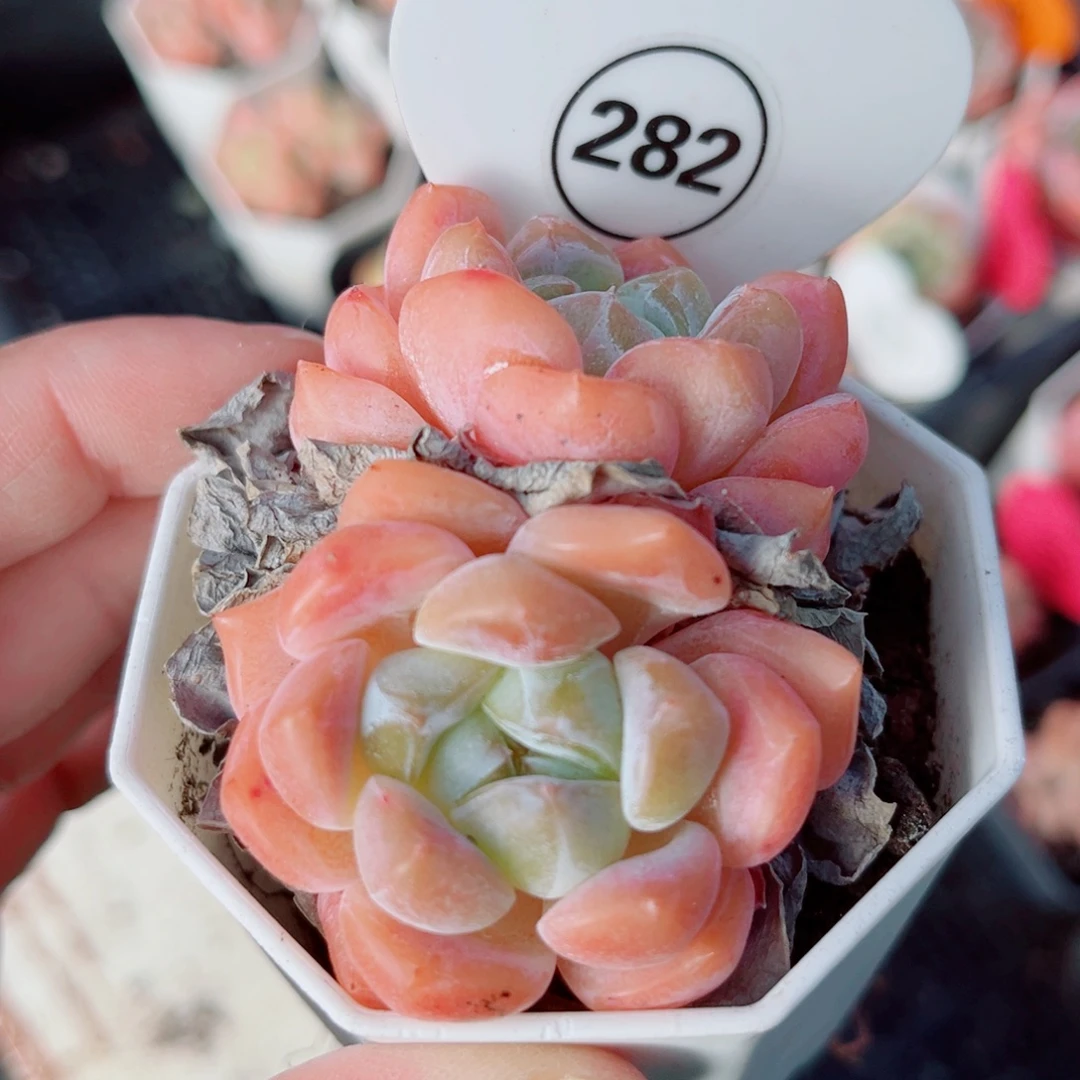 282号小老桩糖心双头