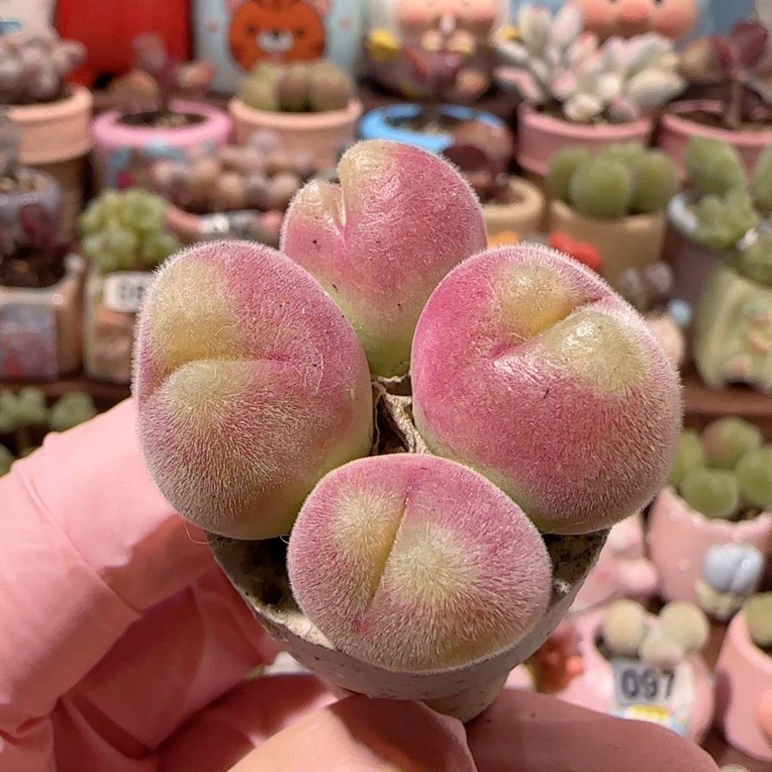 T粉粉毛翠滴盆口2.5cm