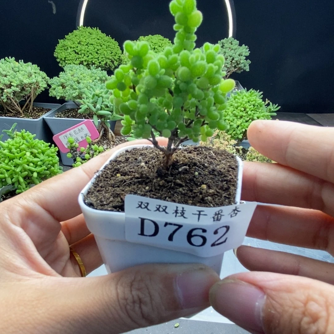 762蜜橘精控。