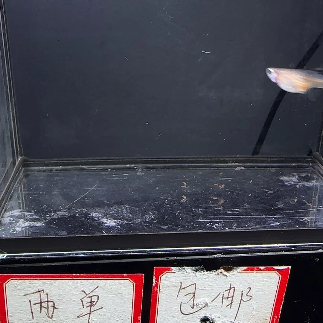 孔雀鱼大耳熊猫一对
